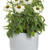 echinacea_color_coded_the_price_is_white_mono.jpg