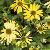 echinacea_color_coded_yellow_my_darling_25.jpg