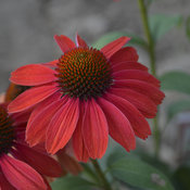 Color Coded® 'Frankly Scarlet' - Coneflower - Echinacea hybrid