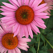 echinacea_ruby_giant_bloom_21600.jpg