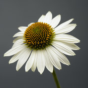 echinacea_sombrero_blanco_bloom_11653.jpg