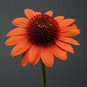 Sombrero® 'Flamenco Orange' - Coneflower - Echinacea hybrida