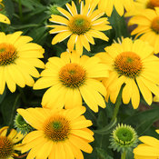 echinacea_sombrero_lemon_yellow_improved_bloom_18855.jpg
