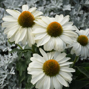 Echinacea Color Coded The Price is White