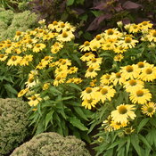 Echinacea Color Coded Yellow My Darling