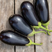 Thumbnail of Gaudi - Eggplant - Solanum Melongena