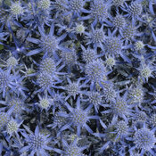 'Blue Glitter' - Sea Holly