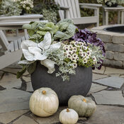 fall_scene_featuring_silver_and_purple_033.jpg