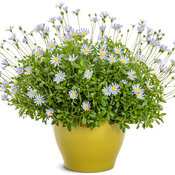 Sea Spray™ - blue felicia daisy - Felicia amelloides