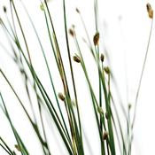 fiberopticgrass01.jpg