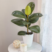 Chroma® Robusta - Rubber Plant - Ficus elastica