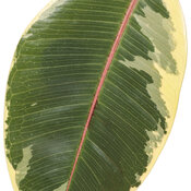 ficus_elastica_chroma_tineke_macro_02.jpg