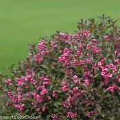 Fine Wine Weigela