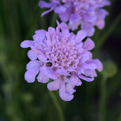 Flutter™ Deep Blue - Pincushion Flower - Scabiosa columbaria