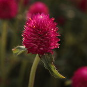 Forest™ Pink - Globe Amaranthus - Gomphrena haageana