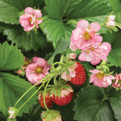 Berried Treasure® Pink - Strawberry - Fragaria ananassa