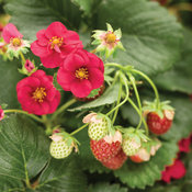 Berried Treasure® Red - Strawberry - Fragaria ananassa
