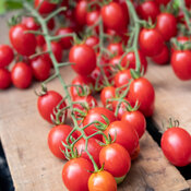 Thumbnail of Fruit Fest™ Red Berry - Cherry Tomato - Solanum lycopersicum