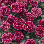 Fruit Punch® 'Black Cherry Frost' - Pinks - Dianthus hybrid