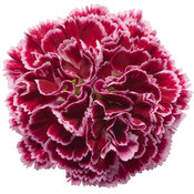 Fruit Punch® 'Cherry Vanilla' - Pinks - Dianthus