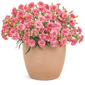 Fruit Punch® 'Classic Coral' - Pinks - Dianthus