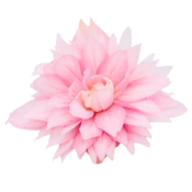 Funky® Light Pink - Begonia x hybrida
