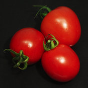 Tempting Tomatoes® 'Garden Gem' - Solanum lycopersicum