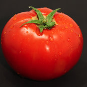 Tempting Tomatoes® 'Garden Treasure' - Solanum lycopersicum