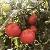 Tempting Tomatoes® Garden Treasure - Solanum lycopersicum