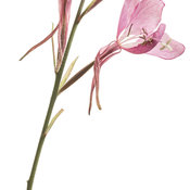 Karalee® Petite Pink Imp - Wand Flower - Gaura