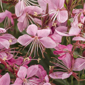 Karalee® Petite Pink - Butterfly Flower - Gaura lindheimeri