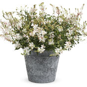 gaura_stratosphere_white.jpg