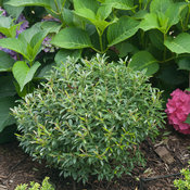 Gem Box Ilex glabra