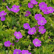 geranium_sanguineum_new_hampshire_purple_0001_high_res.jpg