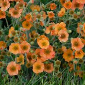 Thumbnail of Landscape: Geum Totally Tangerine