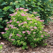 Glow Girl Pink spirea in full bloom A perfectly rounded chartreuse spirea with pale pink flowers.
