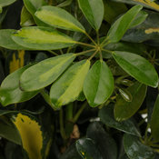  'Gold Capella' - Dwarf Umbrella Tree - Schefflera species