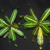 Golden Bell - Rushfoil - Croton species