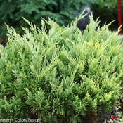 Good Vibrations® Gold - Juniperus horizontalis