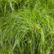 Graceful Grasses® Prince Tut™ - Dwarf Egyptian Papyrus - Cyperus papyrus