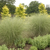 Morning Light - Ornamental Grass - Miscanthus sinensis