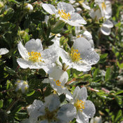 Happy Face White Potentilla