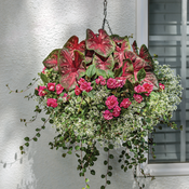 Hanging basket on porch