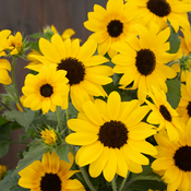 Suncredible® Yellow II Sunflower