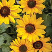 Suncredible® Yellow - Sunflower - Helianthus hybrid