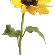 helianthus_suncredible_yellow_macro_01.jpg