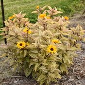 Heliopsis Touch of Blush image