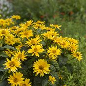 Heliopsis Tuscan Gold