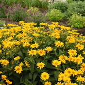 Heliopsis Tuscan Gold