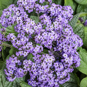 Aromagica™ Purple - Heliotrope - Heliotropium arborescens